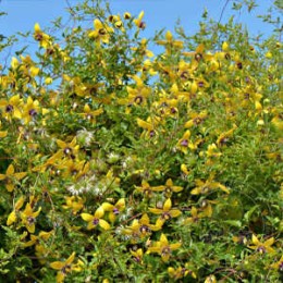 Клематис Голден Тиара / Куготиа