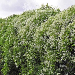 Клематис трёхцветковый / Максимовича Эрли Сноу