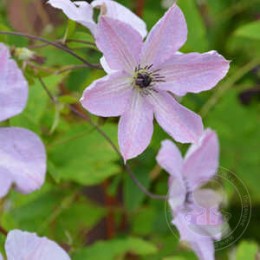 Клематис Фэйридаст