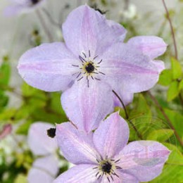 Клематис Фэйридаст