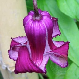 Клематис кудрявый Принцесс Ред