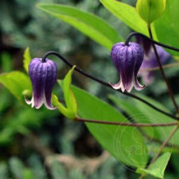 Клематис лесной Софи