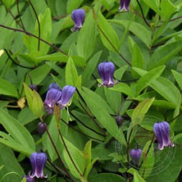 Клематис лесной Софи