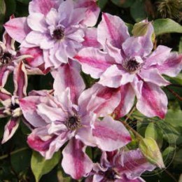 Клематис Супер Кьют