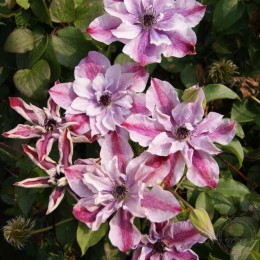 Клематис Супер Кьют