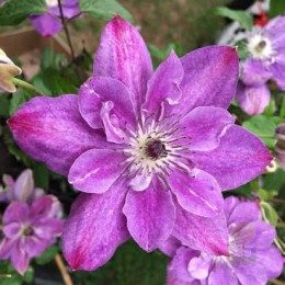 Клематис Супер Кьют