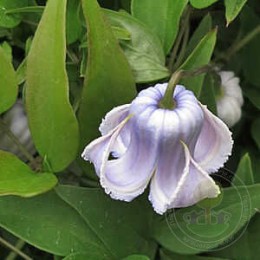 Клематис калиновидный Криспа Ангел