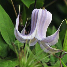 Клематис калиновидный Криспа Ангел