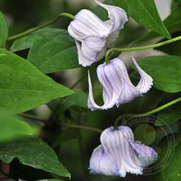 Клематис калиновидный Криспа Ангел