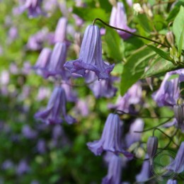 Клематис Фэйри Дэнс