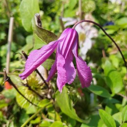 Клематис Аленушка