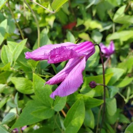 Клематис Аленушка