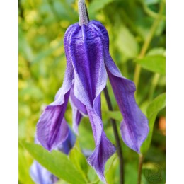 Клематис Литл Артист