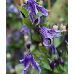 Клематис Литл Артист