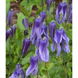 Клематис Литл Артист