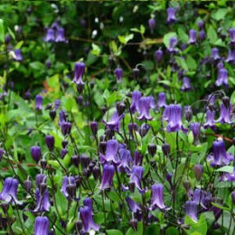 Клематис Роогучи