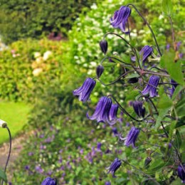 Клематис Роогучи