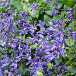 Клематис Сизая Птица