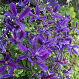 Клематис цельнолистный Риуан