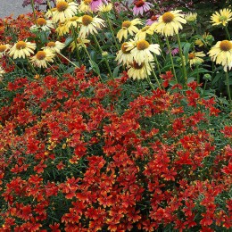 Кореопсис мутовчатый ЛедиБёрд