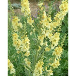 Коровяк Гейнсборо