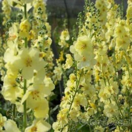 Коровяк Гейнсборо