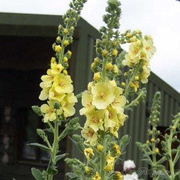 Коровяк Гейнсборо