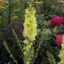 Коровяк Гейнсборо