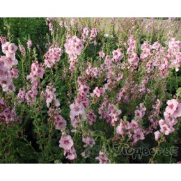 Коровяк Пинк Домино