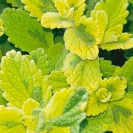 Котовник Фассена Сикс Хиллс Джайант Голд