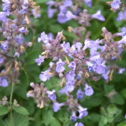 Котовник Фассена Киттен Эраунд