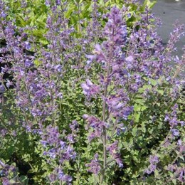 Котовник Грол