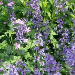 Котовник Грол