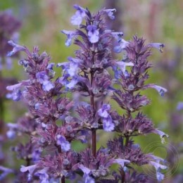 Котовник Грол