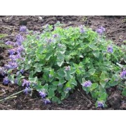 Котовник кистистый Литл Титч