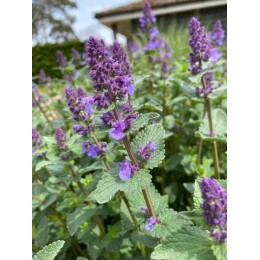 Котовник Четтле Блю