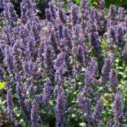 Котовник кистистый Грог