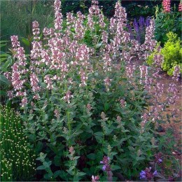 Котовник крупноцветковый Дон ту Даск