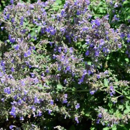 Котовник Фассена Пёрсиан Блю