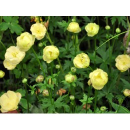 Купальница Нью Мун