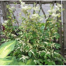 Лабазник вязолистный Вариегата