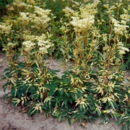 Лабазник вязолистный Вариегата