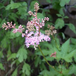 Лабазник дланевидный Нана