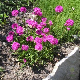 Лихнис альпийский