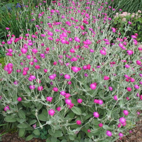 Лихнис корончатый