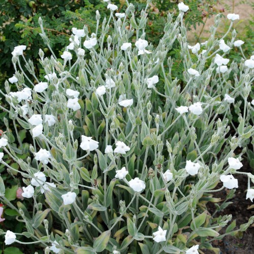 Лихнис корончатый Альба