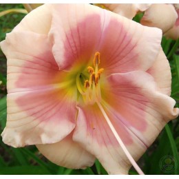 Лилейник Джэнис Браун