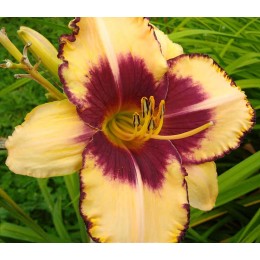 Лилейник Эль Десперадо