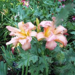 Лилейник Дабл Помпон