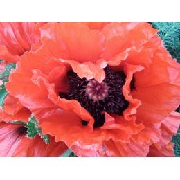 Мак восточный красный